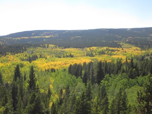 aspens_pando_I spread